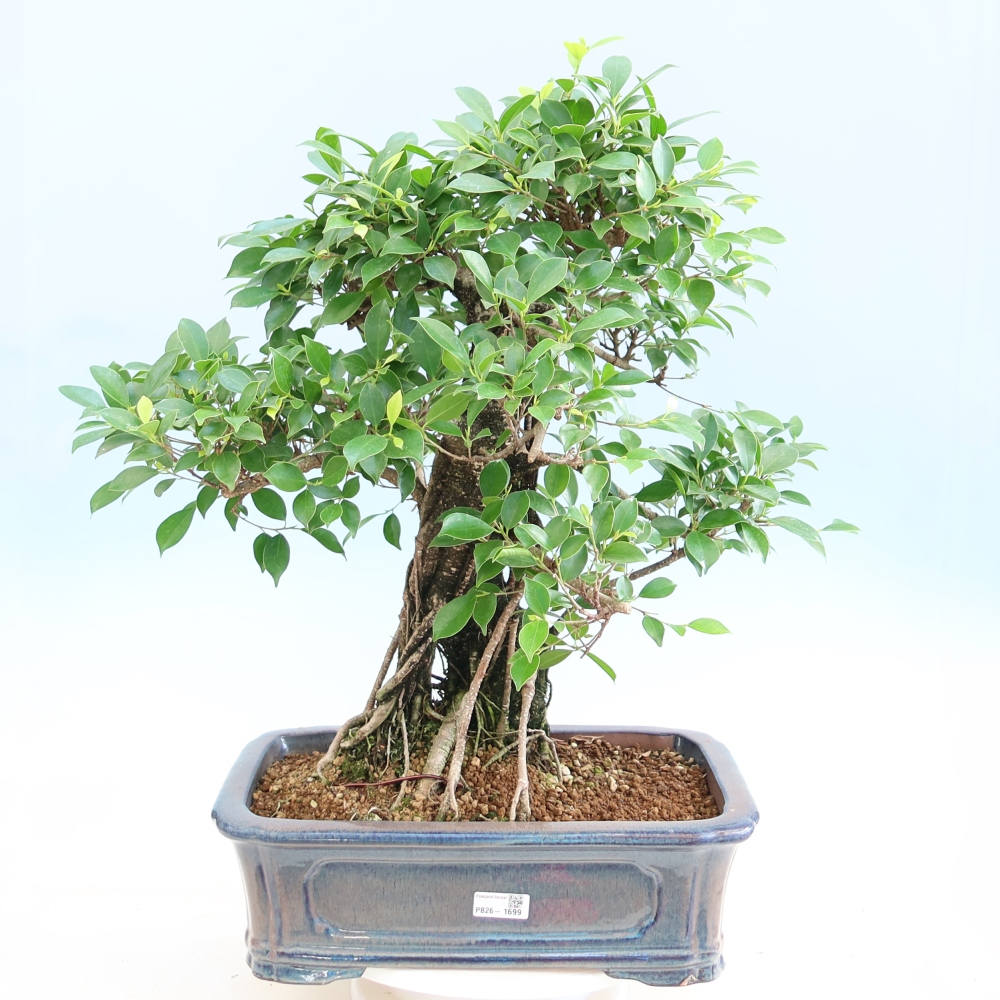Salle bonsaï - Ficus kimmen - ficus à petites feuilles