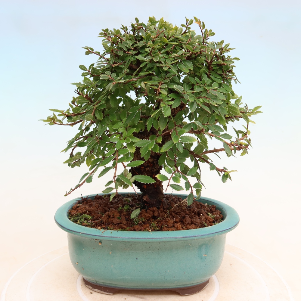 Bonsaï d'extérieur - Zelkova - Zelkova NIRE