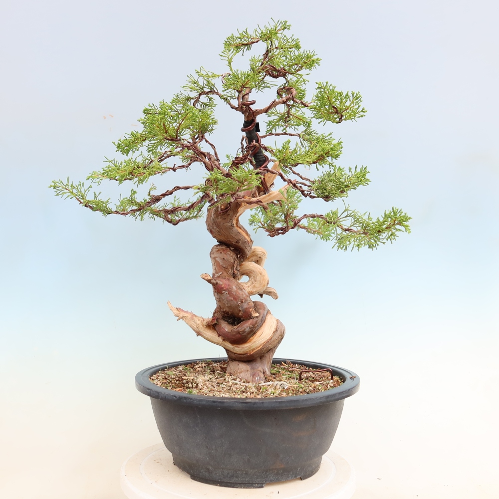 Bonsaï d'extérieur - Juniperus chinensis Itoigawa-Juniperus chinensis