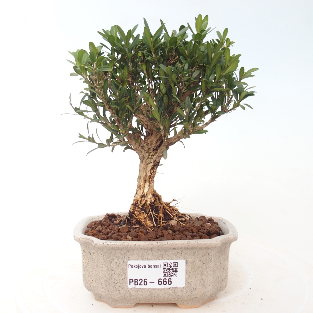 Bonsaï de chambre - Buxus harlandii - buxus liège