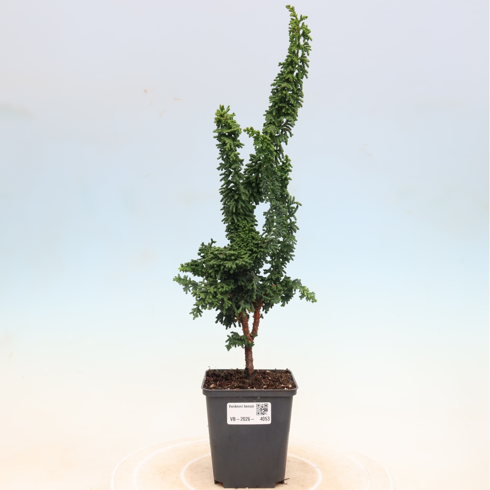 Bonsaï d'extérieur - Cham. obtusa SEKKA HINOKI - Cyprès