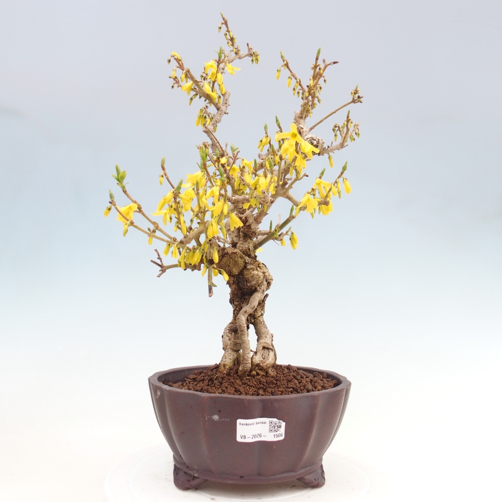 Bonsaï d'extérieur - Zlatice - Forsythia koreana