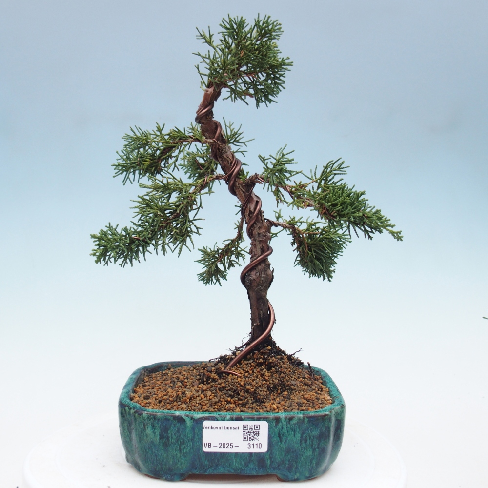 Bonsaï d'extérieur - Juniperus chinensis Kishu