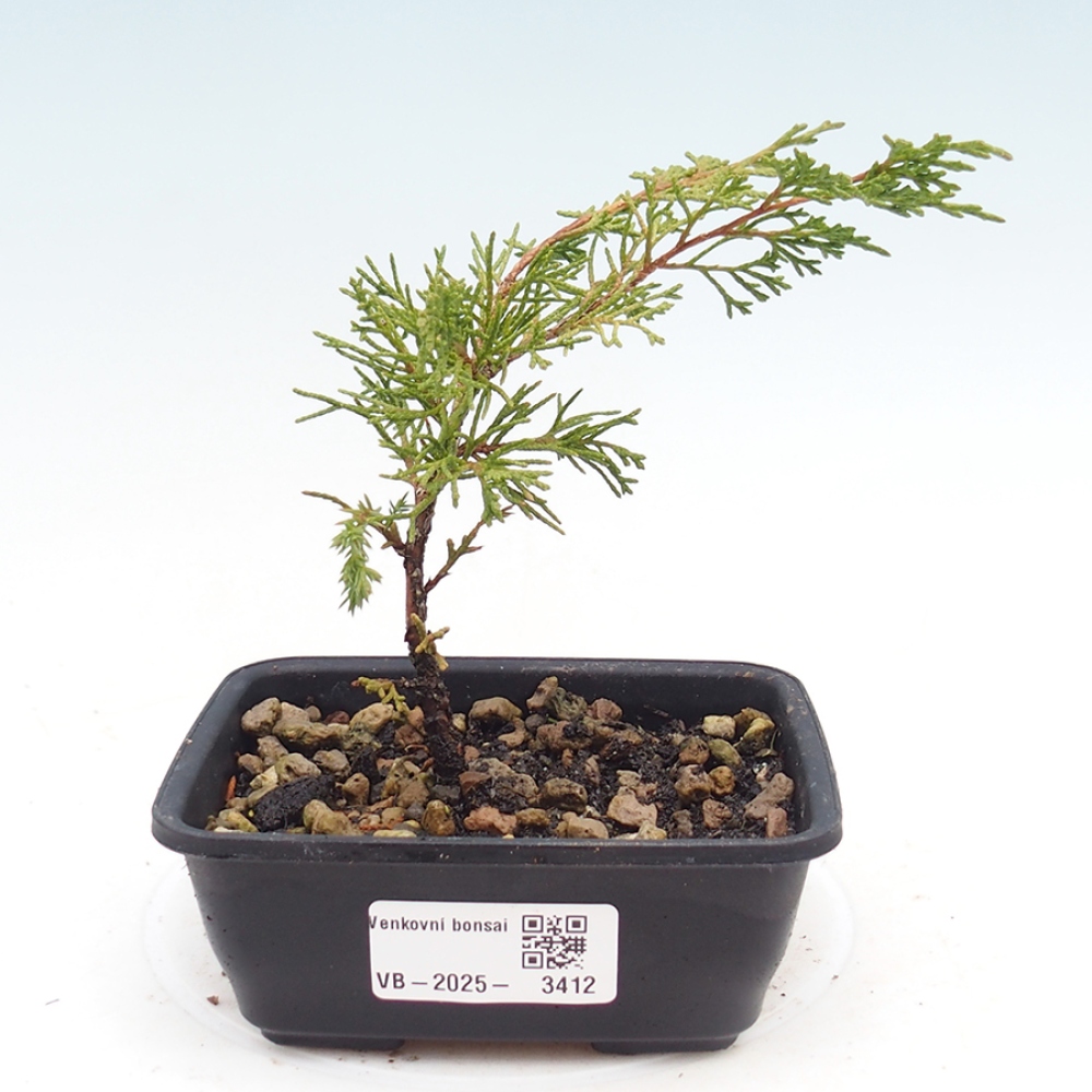 Bonsaï d'extérieur - Juniperus chinensis Itoigawa