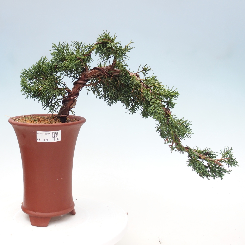 Bonsaï d'extérieur - Juniperus chinensis Kishu