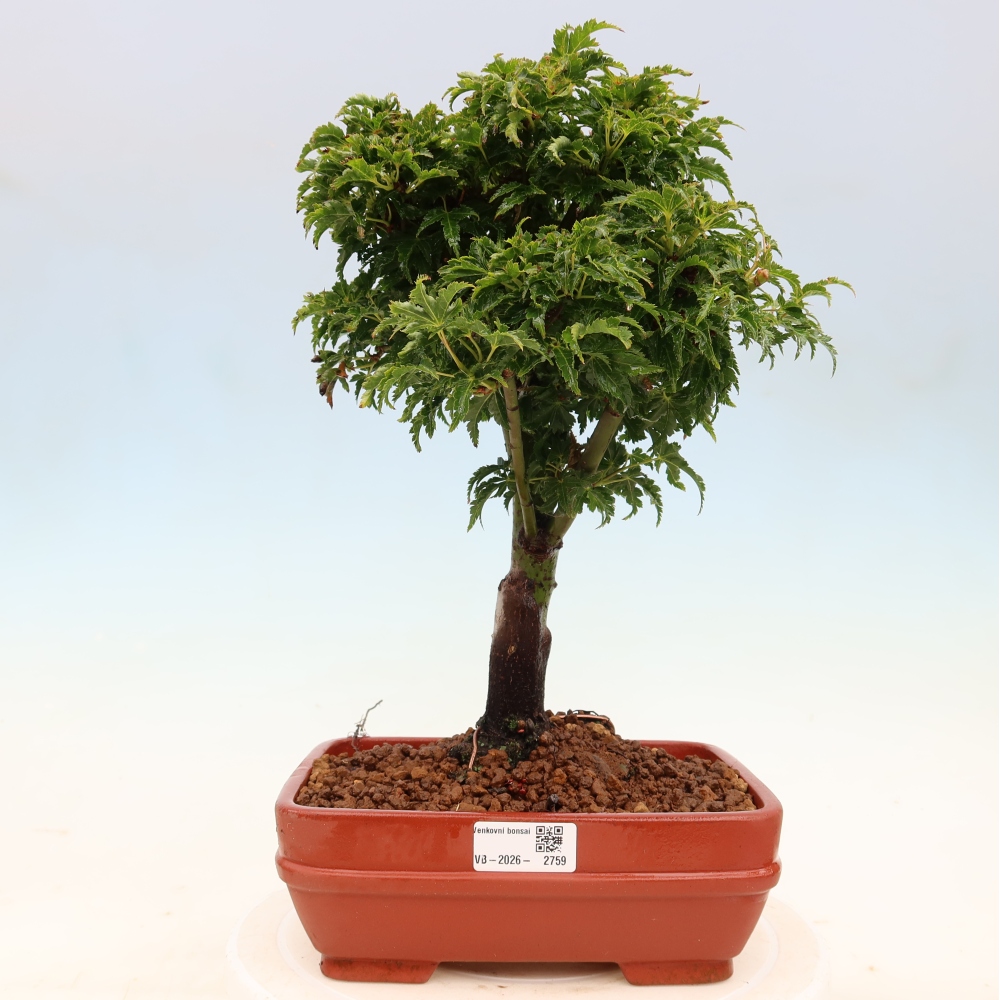 Bonsaï d'extérieur -Javor palm Acer palmatum Shishigashira