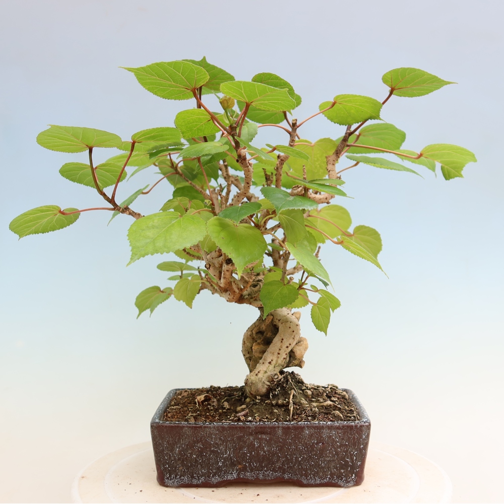Bonsaï d'intérieur - Hibiscus tiliaceus - Hibiscus de mer