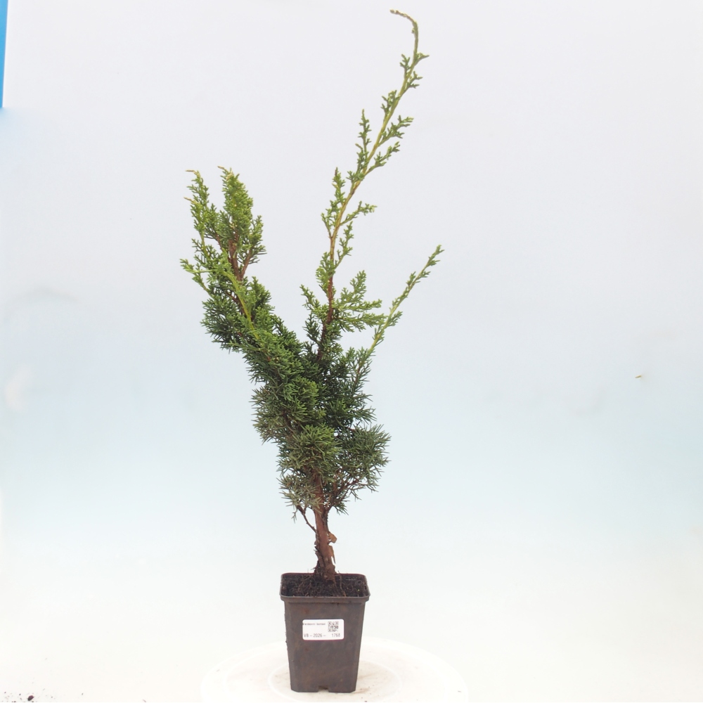Bonsaï d'extérieur - Juniperus chinensis Kishu