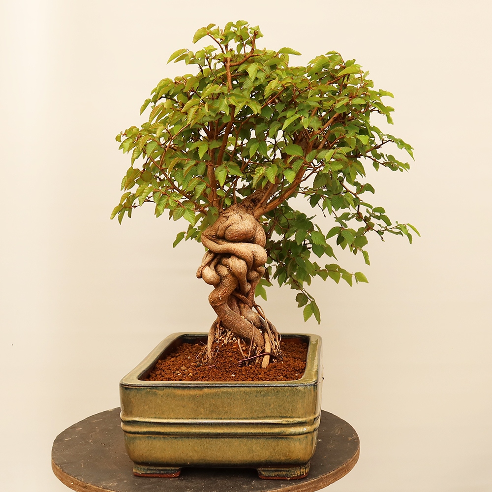 Bonsaï d'extérieur -Carpinus Coreana - Charme de Corée