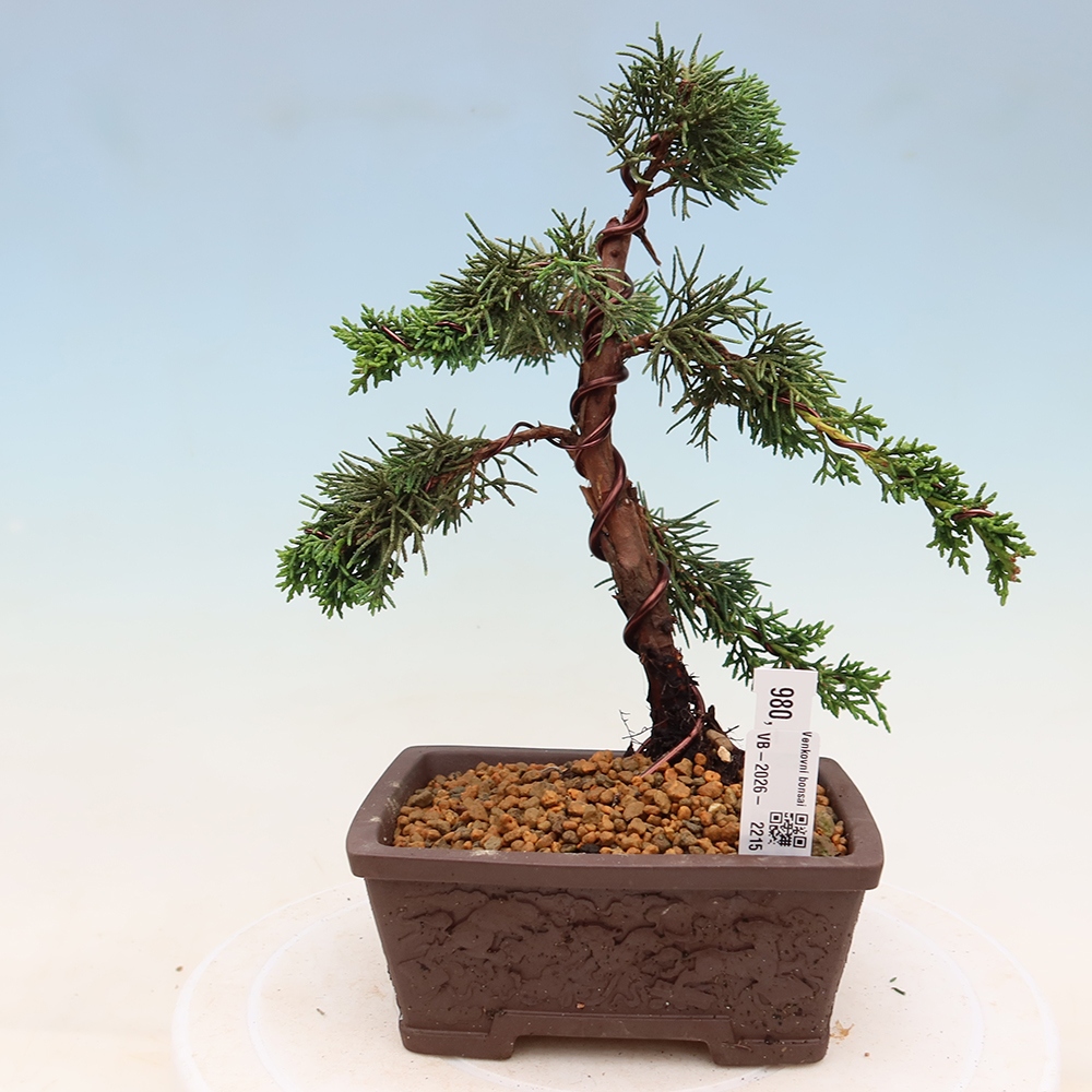 Bonsaï d'extérieur - Juniperus chinensis Kishu
