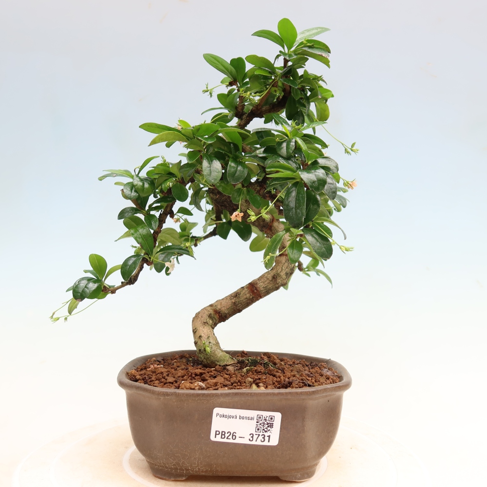 Bonsaï de chambre - Carmona macrophylla - Tea fuki