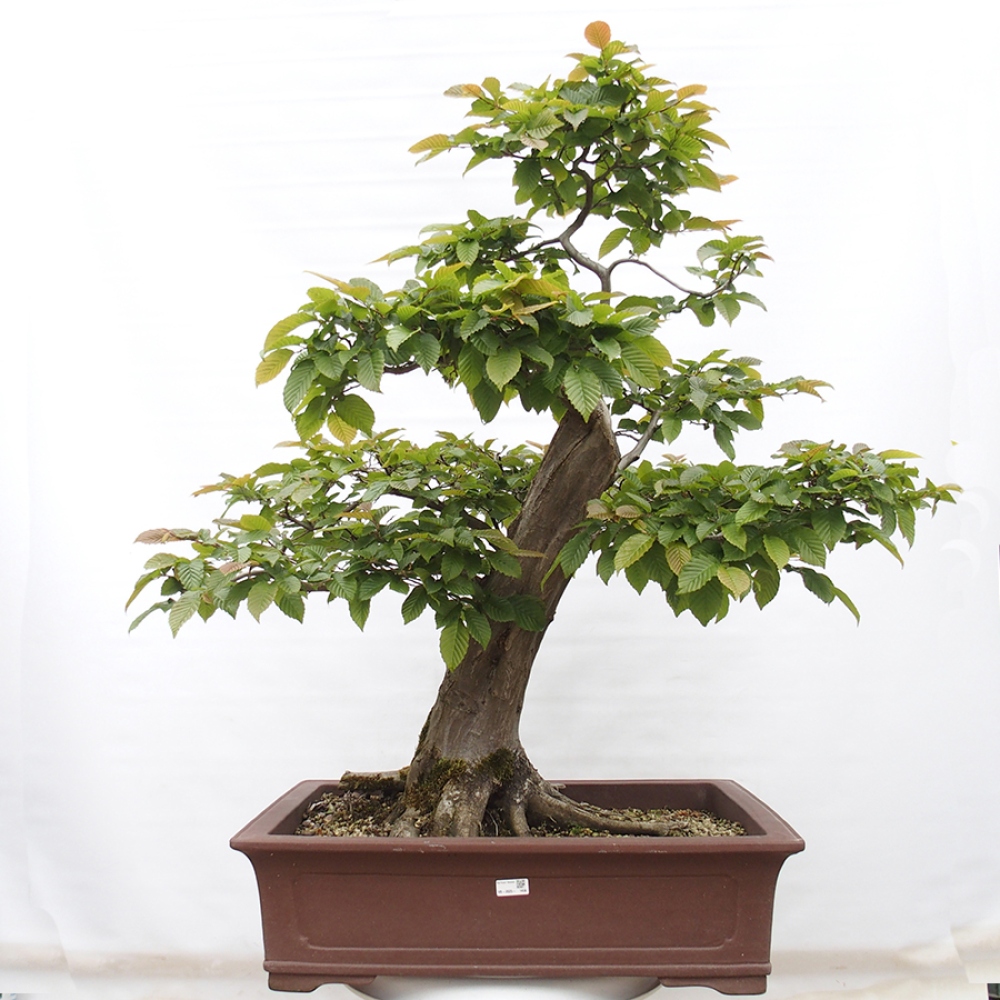 Bonsaï d'extérieur - Charme - Carpinus betulus