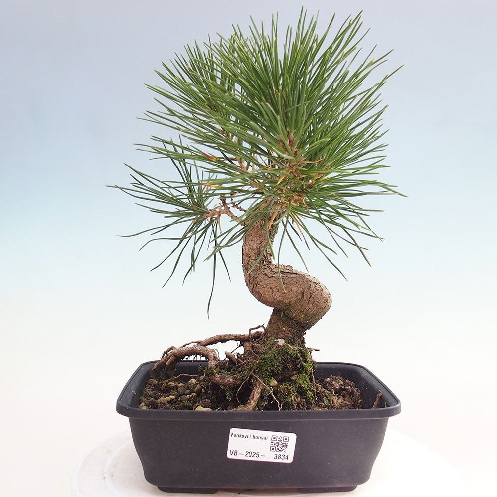 Bonsaï d'extérieur - Pinus thunbergii - Pin de Thunberg