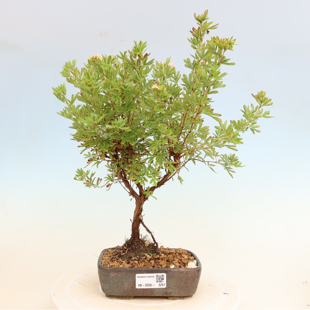 Bonsaï d'extérieur - Potentille arbustive - Potentilla fruticosa Bellissima