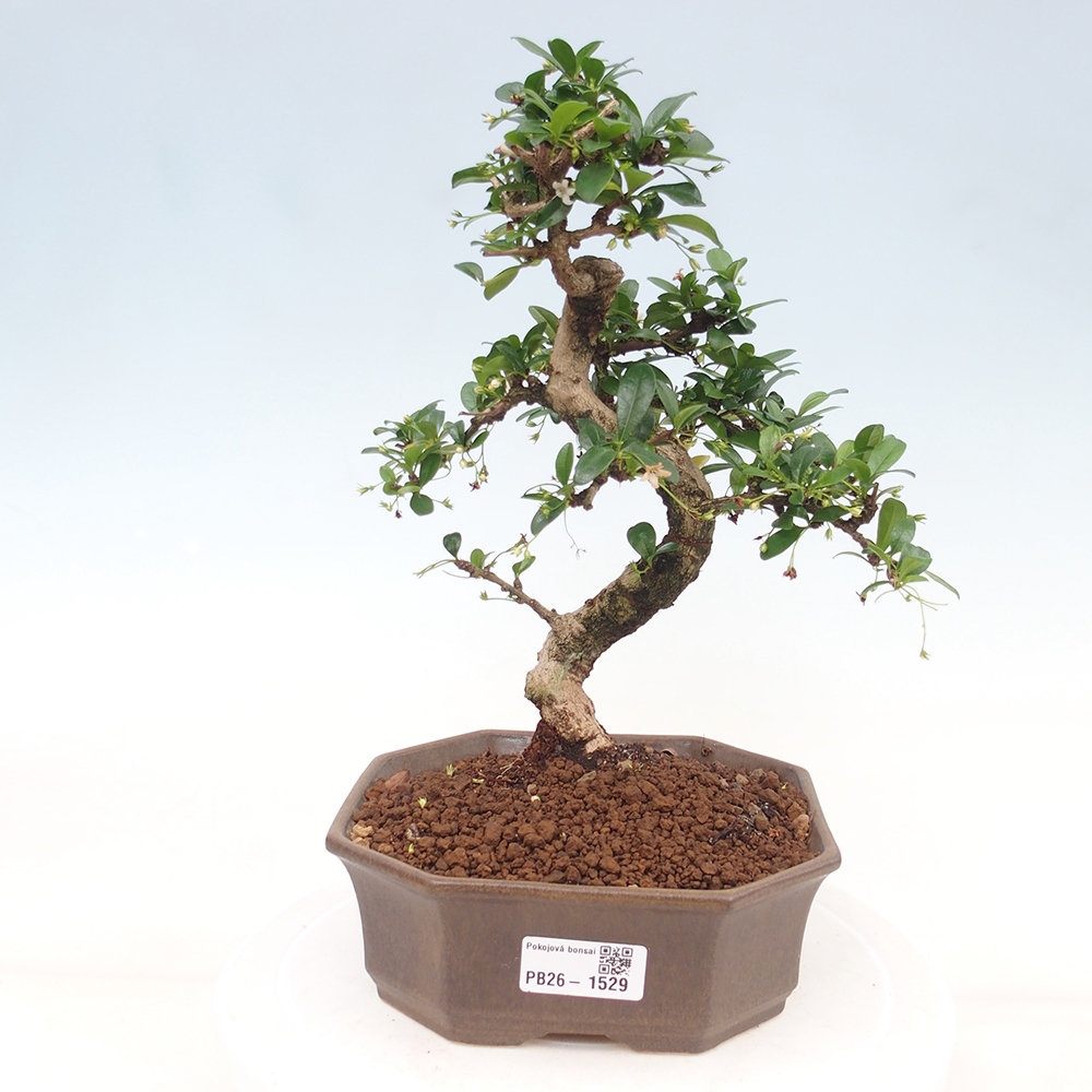 Bonsaï de chambre - Carmona macrophylla - Tea fuki