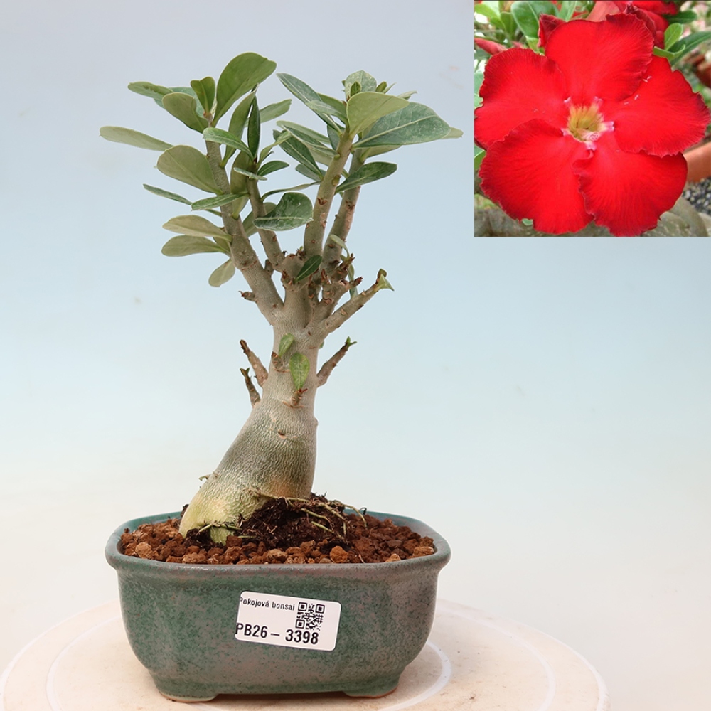 Bonsaï d'intérieur - Adenium obesum Red Star - Rose du désert