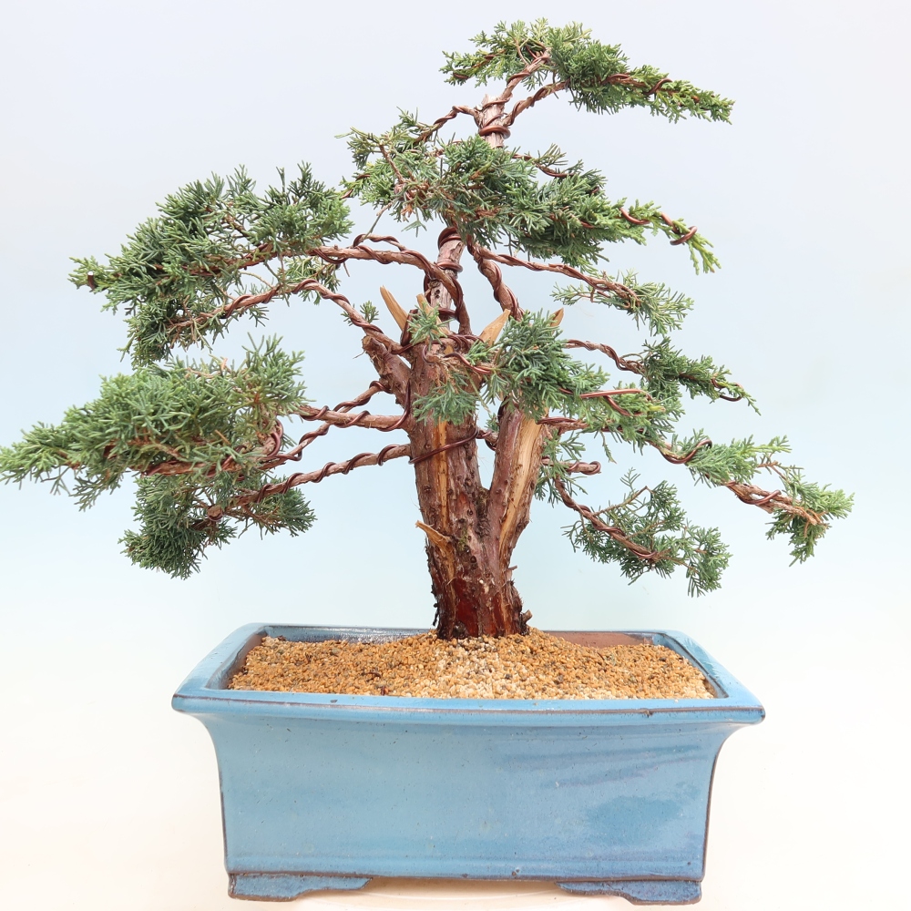 Bonsaï d'extérieur - Juniperus chinensis Kishu