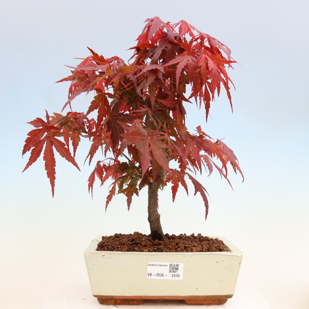 Bonsaï d'extérieur - Acer palm. Atropurpureum-Javor palmate