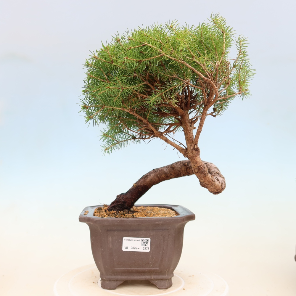 Bonsaï d'extérieur - Épicéa - Picea glauca globe