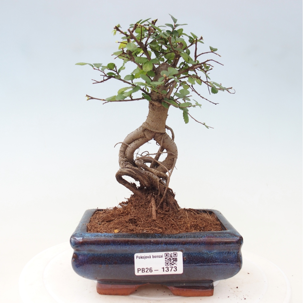 Bonsaï de chambre - Ulmus parvifolia - Orme à petites feuilles