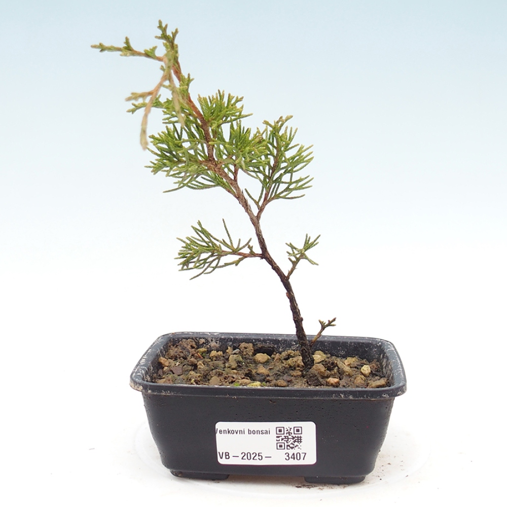 Bonsaï d'extérieur - Juniperus chinensis Itoigawa