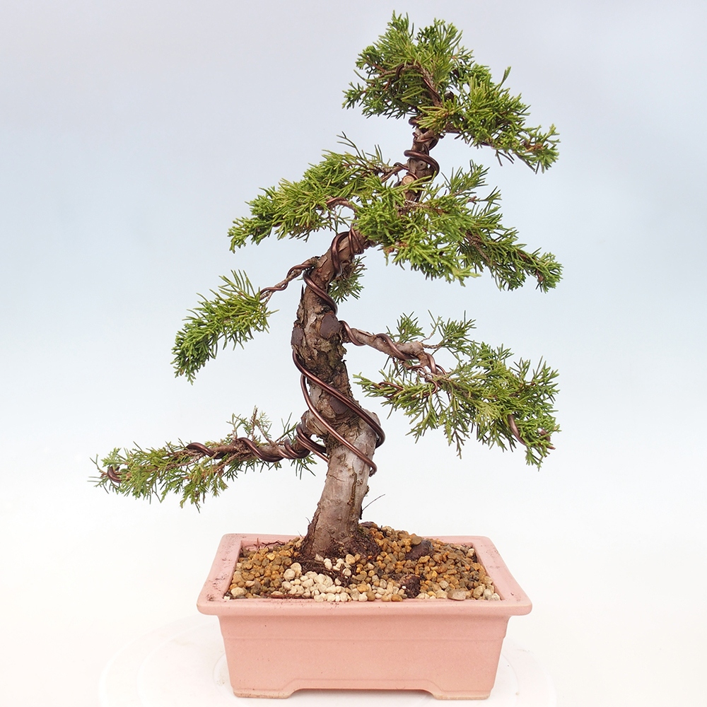 Bonsaï d'extérieur - Juniperus chinensis Itoigawa