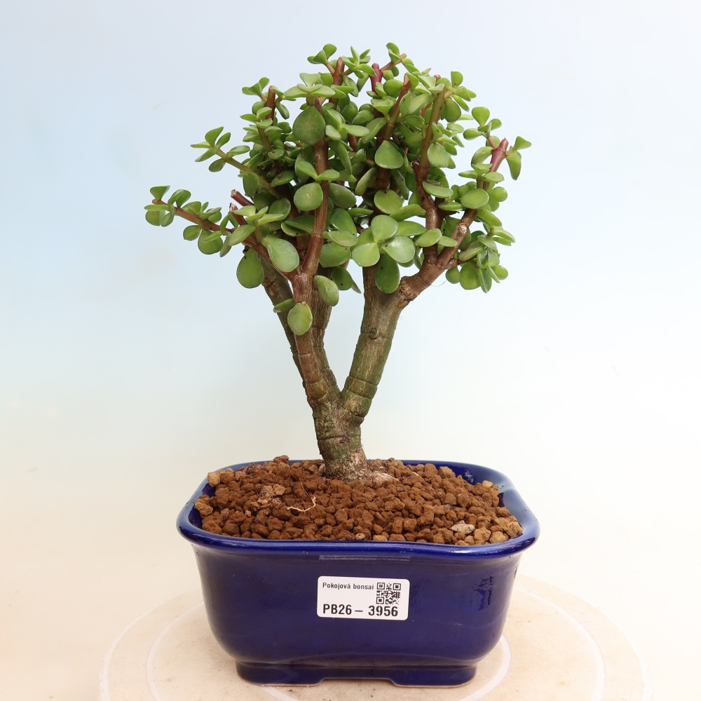 Bonsaï de chambre - Portulakaria Afra - Tlustice