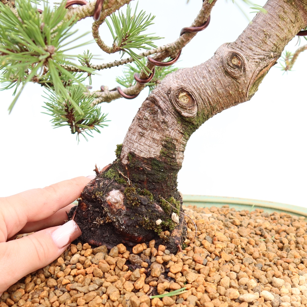 Bonsaï d'extérieur - Pinus mugo Humpy  - Pin nain