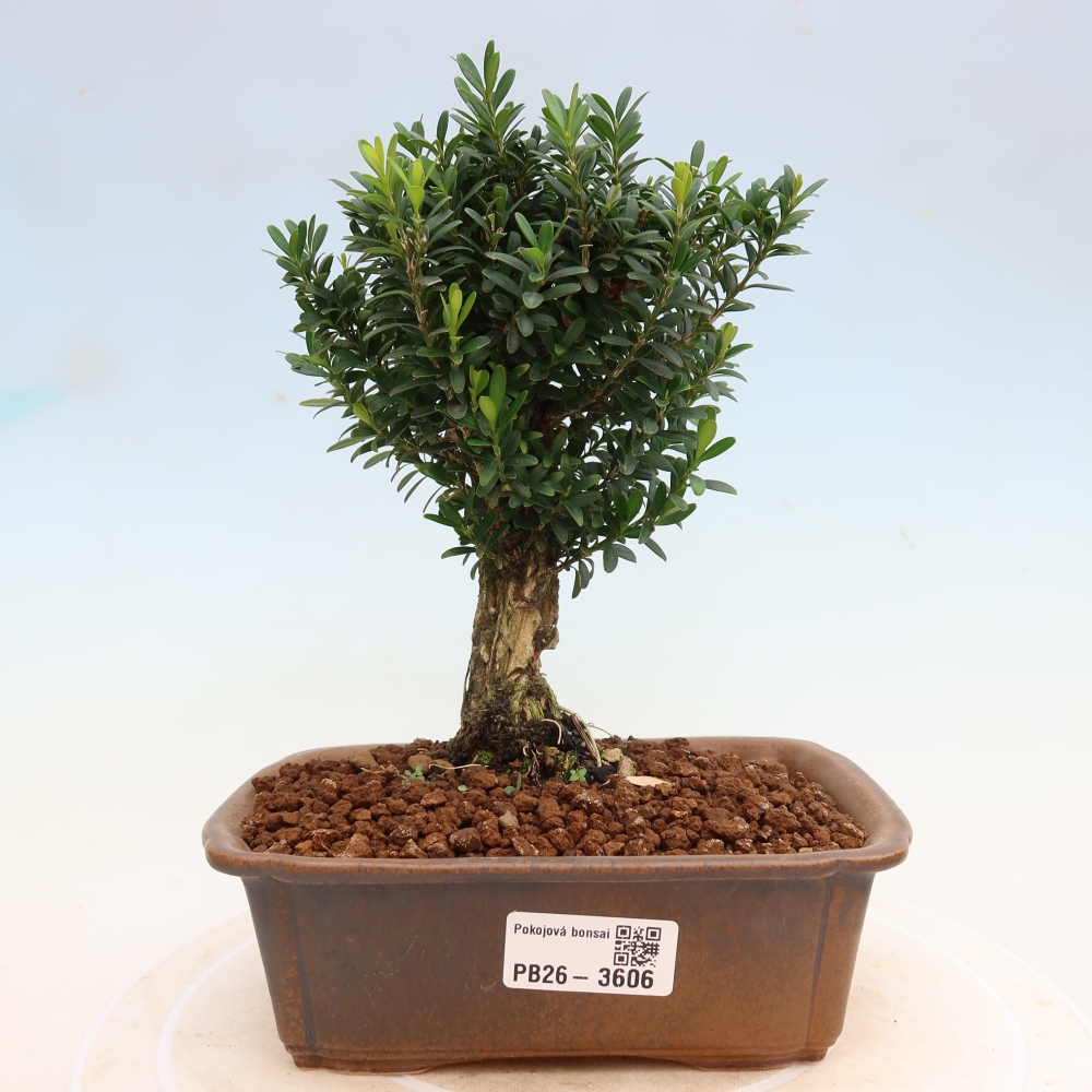 Bonsaï de chambre - Buxus harlandii - buxus liège