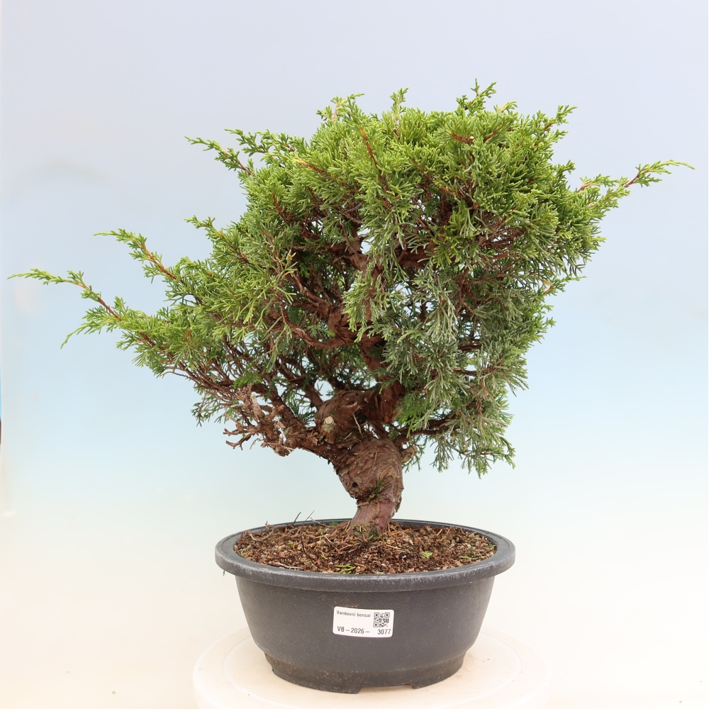 Bonsaï d'extérieur - Juniperus chinensis Itoigawa-Juniperus chinensis