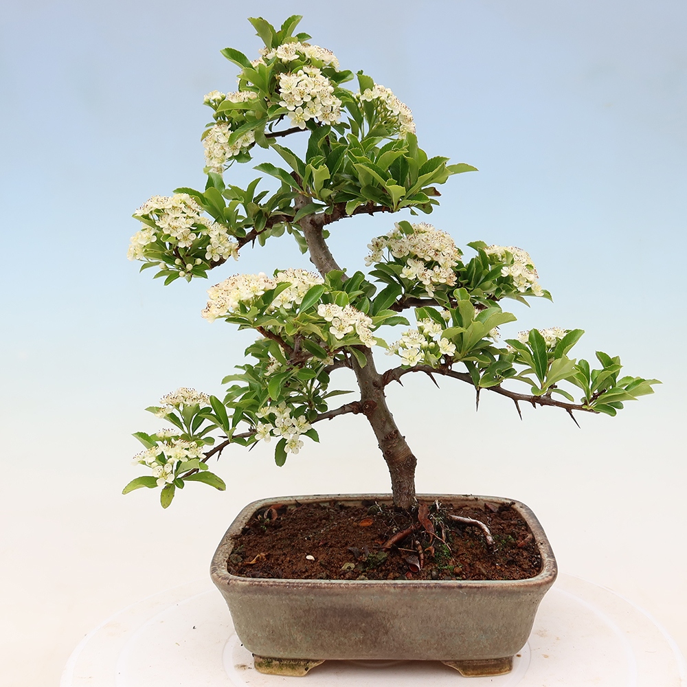 Bonsaï d'extérieur - Pyracantha teton - Pyracantha écarlate
