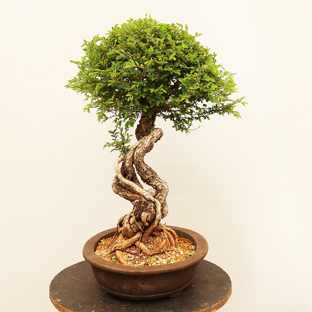 Bonsaï d'extérieur - Zelkova - Zelkova NIRE