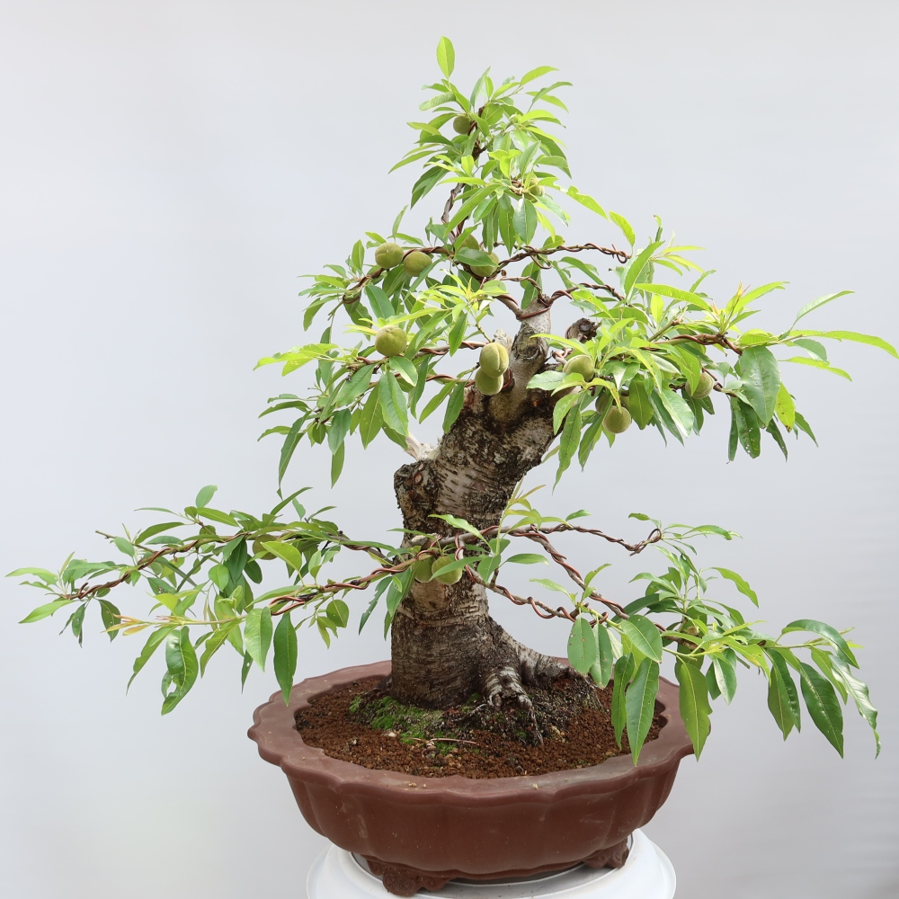 Bonsaï d'extérieur - Prunus dulcis – Amandier commun