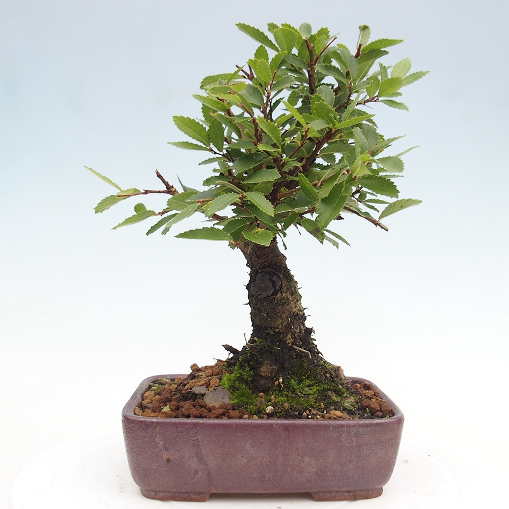 Bonsaï d'extérieur - Zelkova - Zelkova NIRE