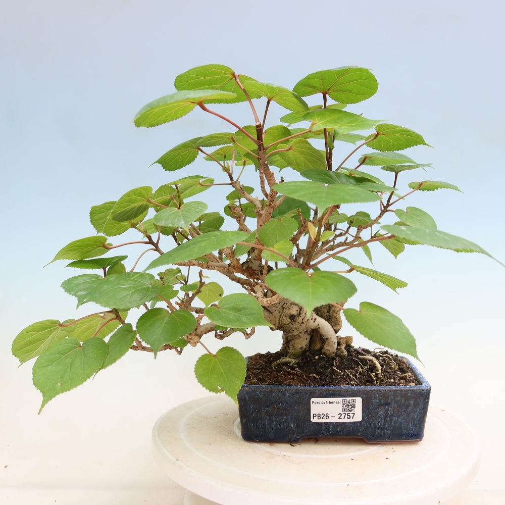 Bonsaï d'intérieur - Hibiscus tiliaceus - Hibiscus de mer