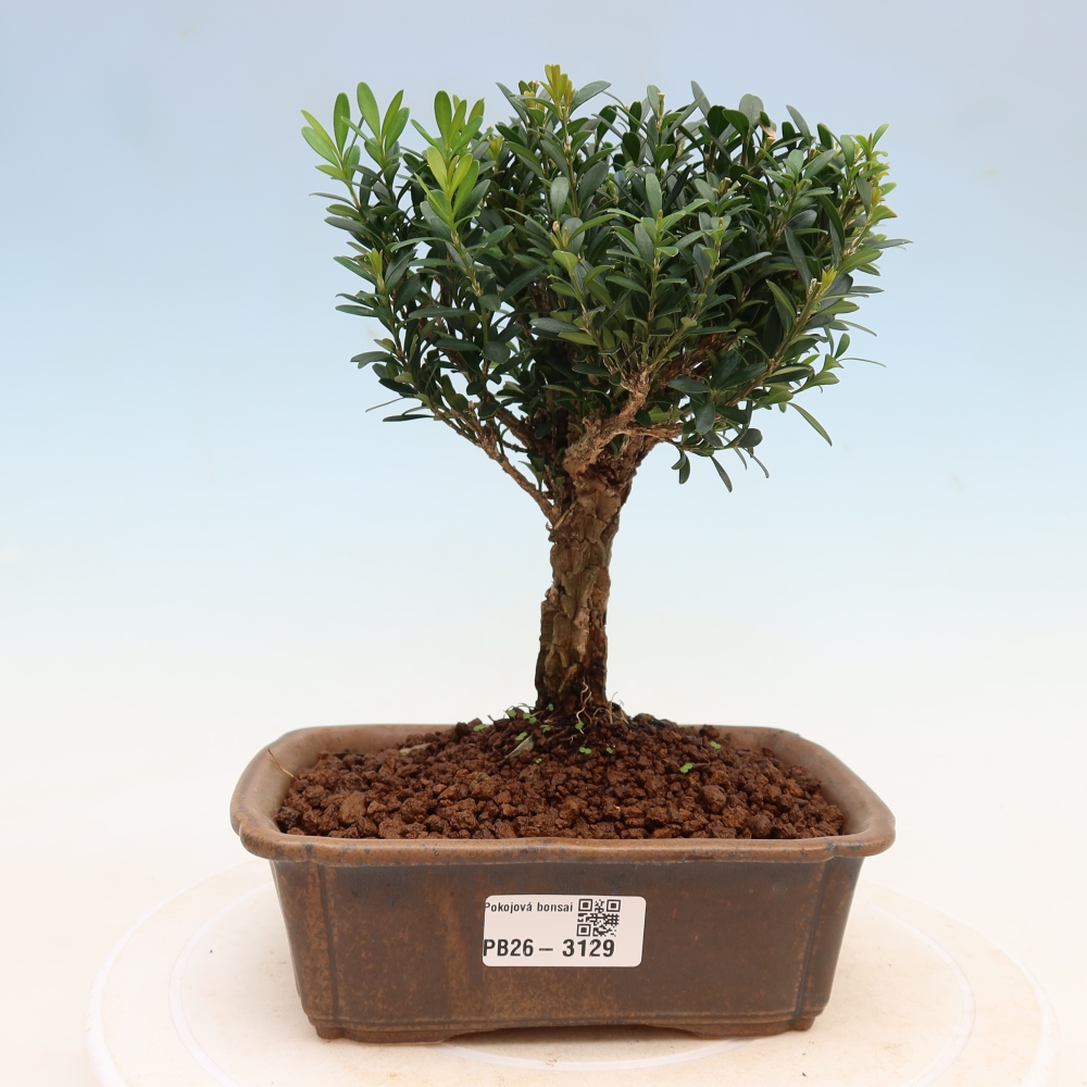 Bonsaï de chambre - Buxus harlandii - buxus liège