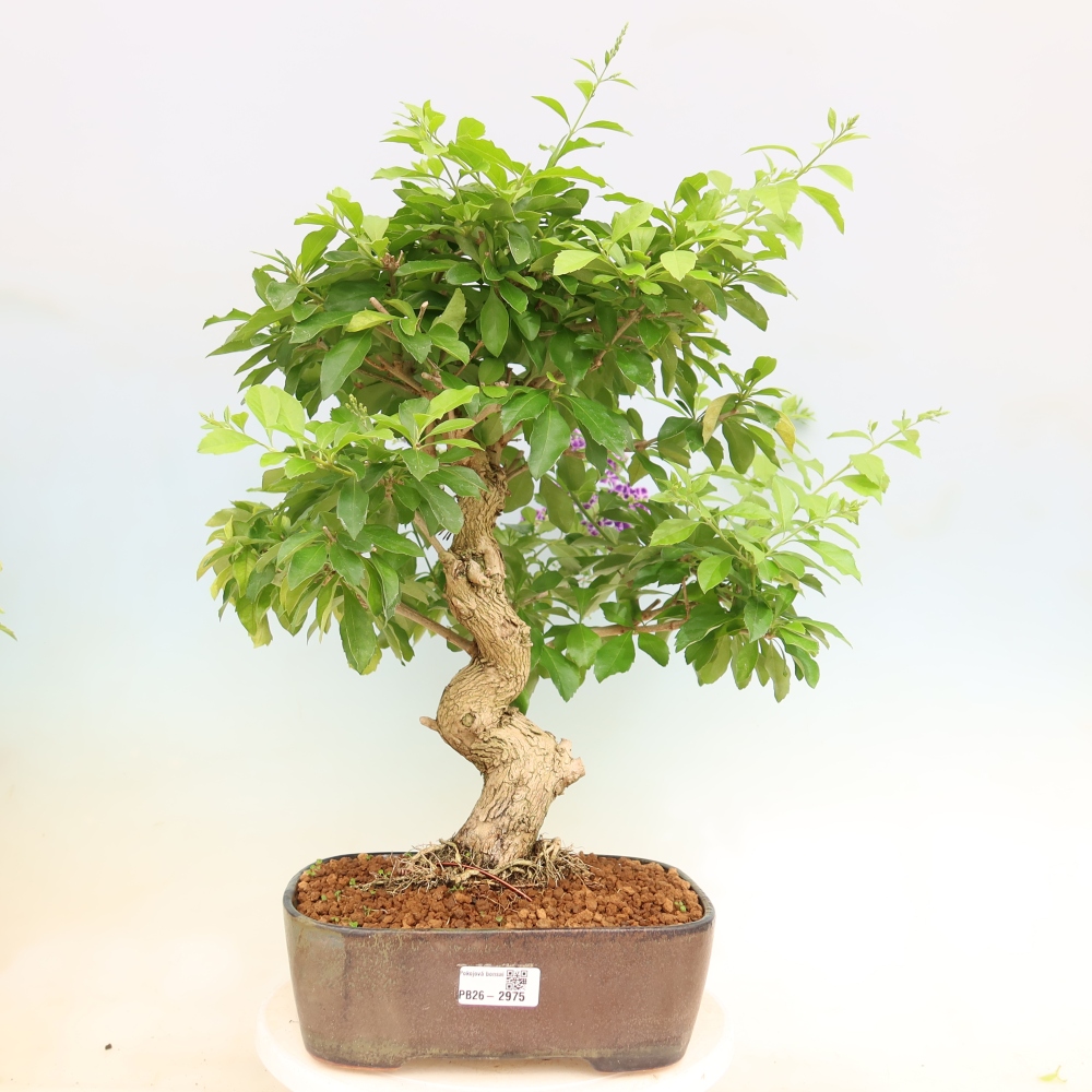 Bonsaï de chambre - Duranta erecta Aurea