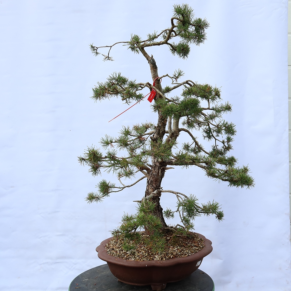 Pinus sylvestris Espagne - pin sylvestre