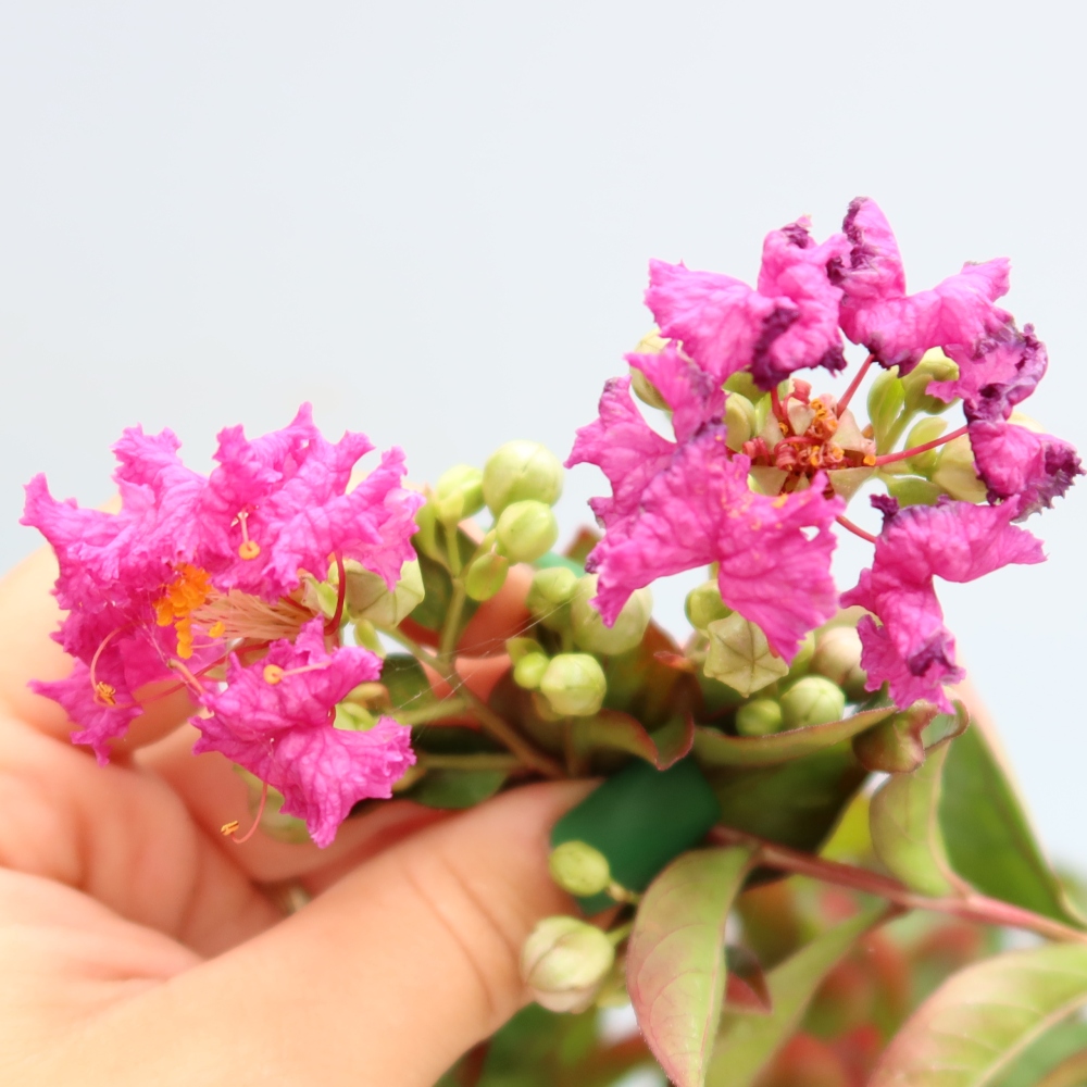 Bonsaï d'intérieur - Lagerstroemia indica - lilas indien
