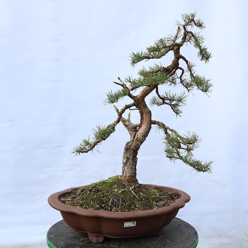 Pinus sylvestris Espagne - pin sylvestre