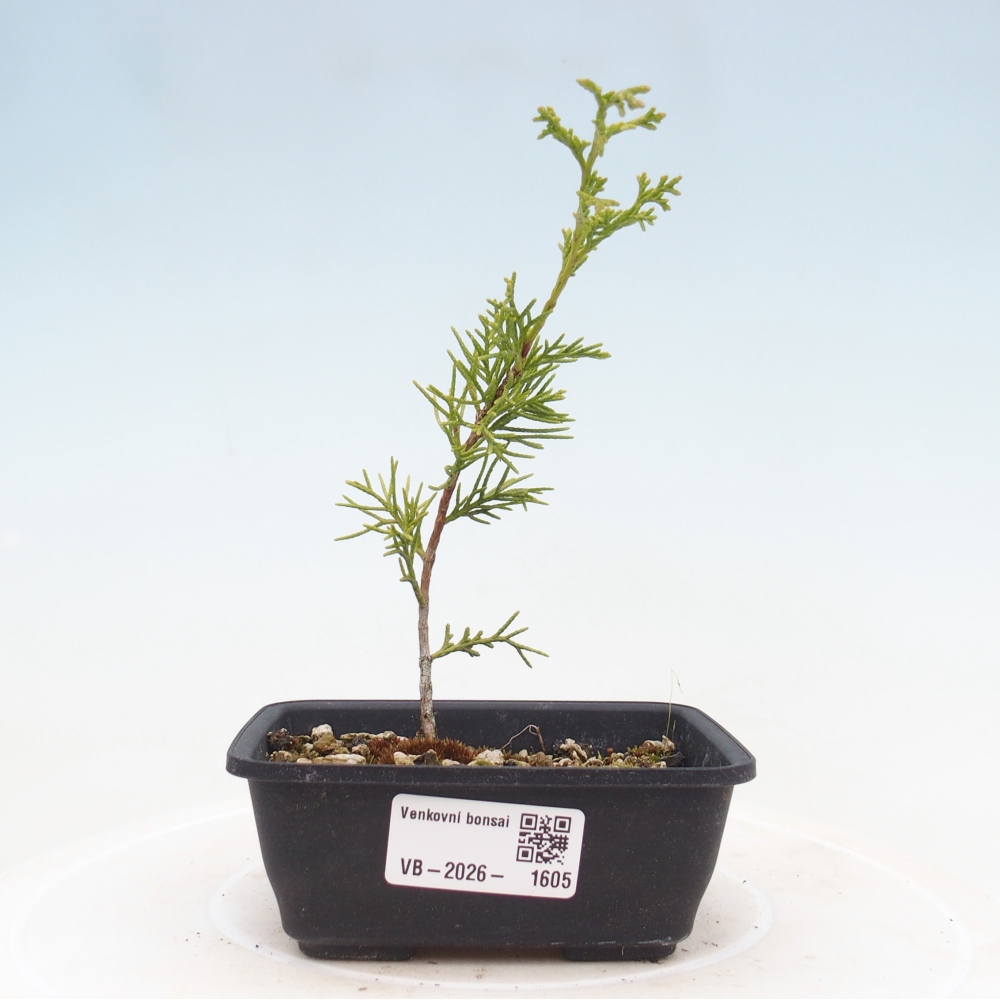 Bonsaï d'extérieur - Juniperus chinensis Itoigawa