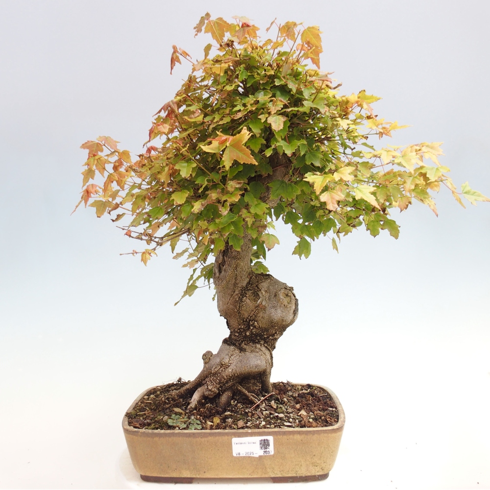Bonsaï d'extérieur - Acer Buergerianum - Burger Maple