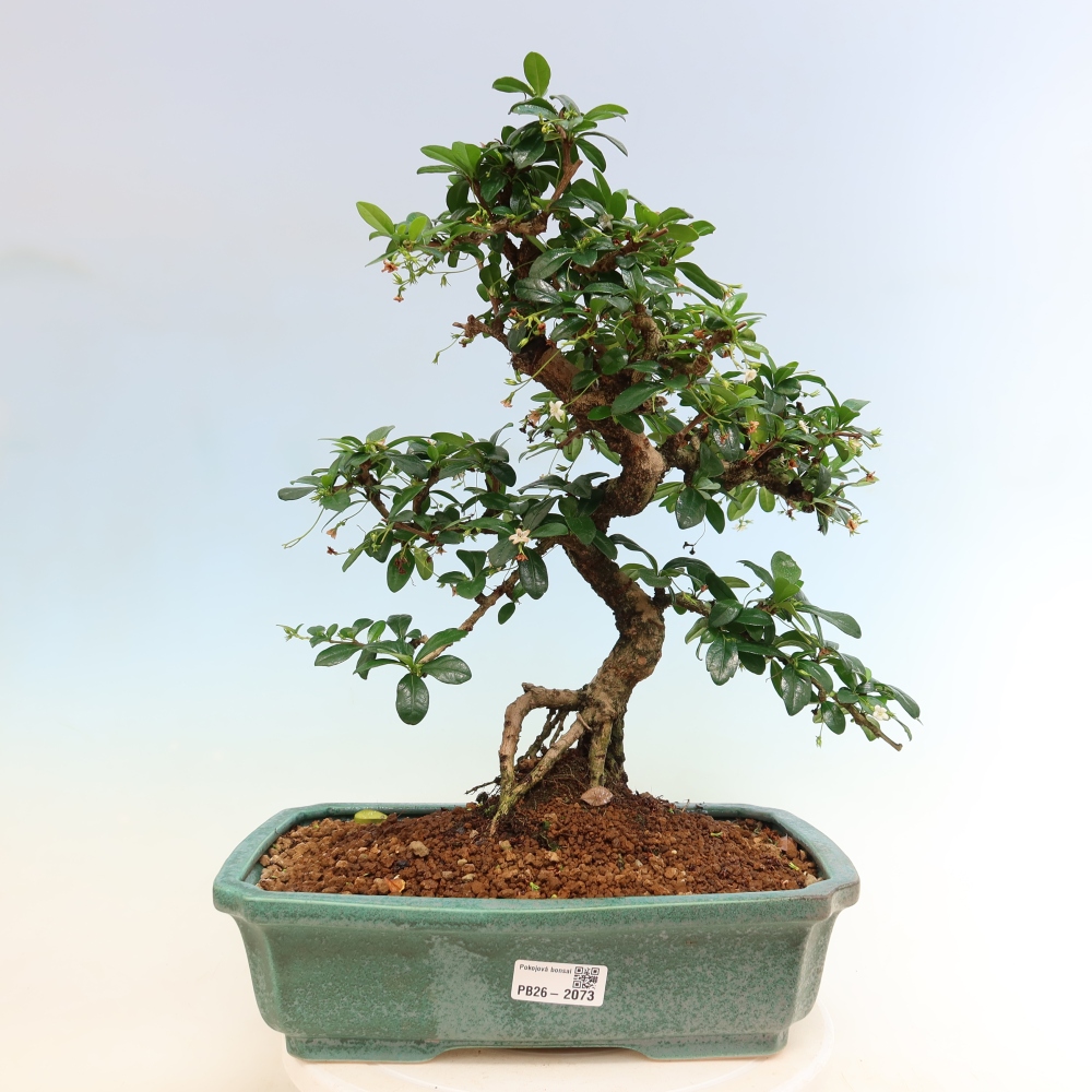 Bonsaï de chambre - Carmona macrophylla - Tea fuki