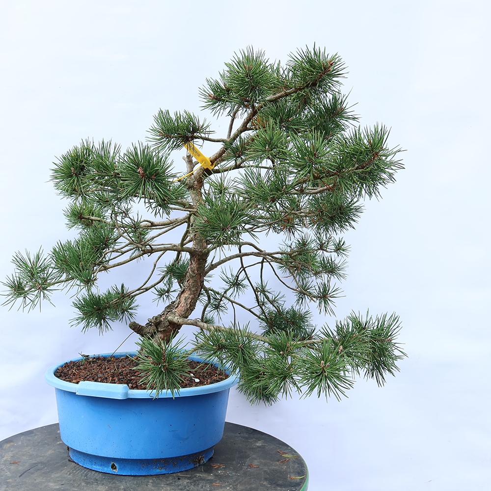 Pinus sylvestris Espagne - pin sylvestre
