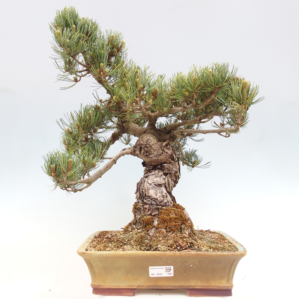 Bonsaï d'extérieur - Pinus parviflora - Pinus parviflora