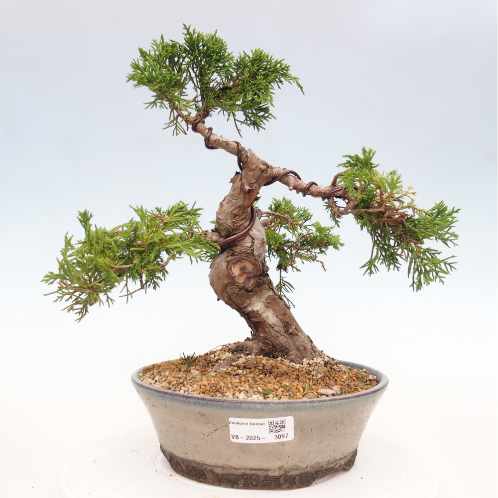 Bonsaï d'extérieur - Juniperus chinensis Itoigawa