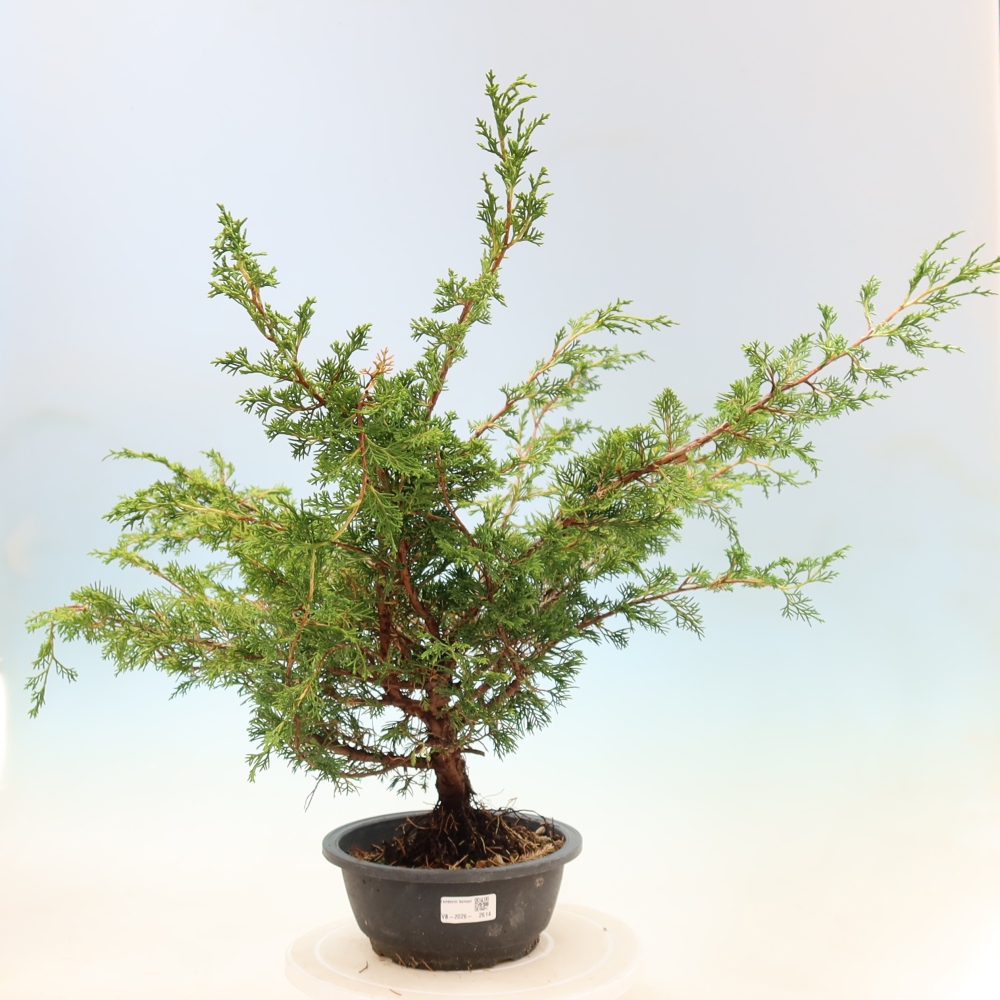 Bonsaï d'extérieur - Juniperus chinensis Itoigawa