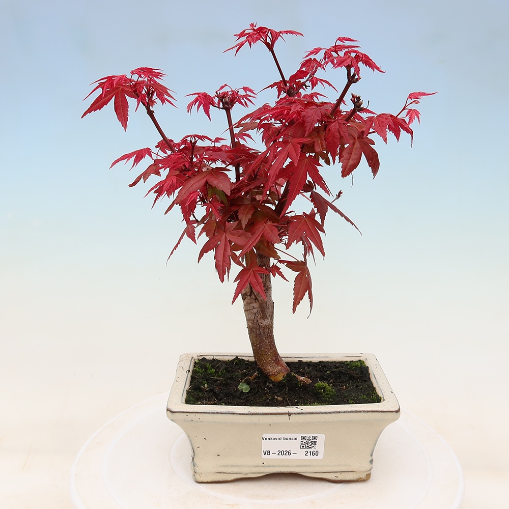 Bonsaï d'extérieur - Acer palmatum DESHOJO