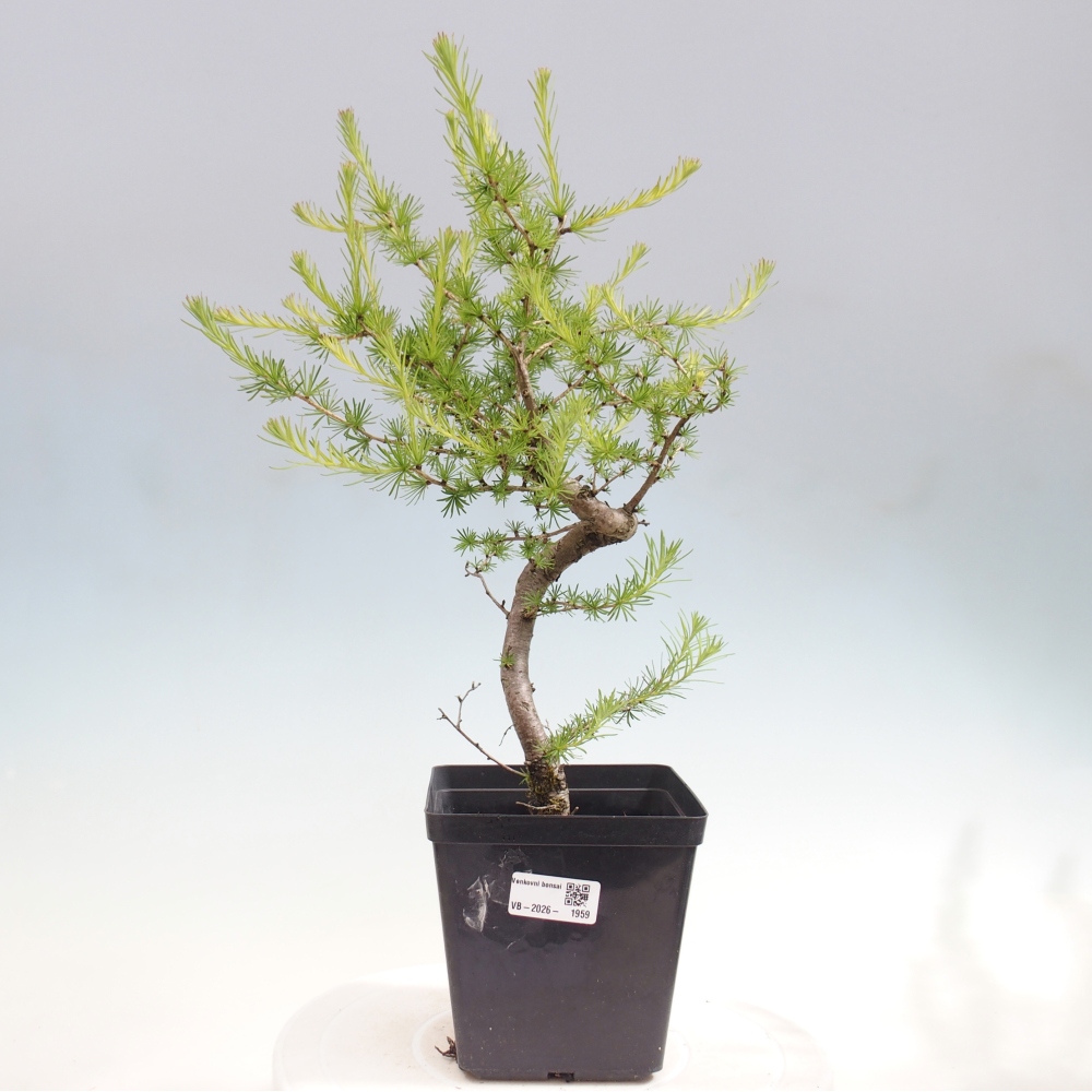 Bonsaï d'extérieur -Larix decidua - Mélèze