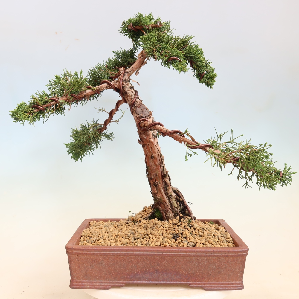 Bonsaï d'extérieur - Juniperus chinensis Kishu
